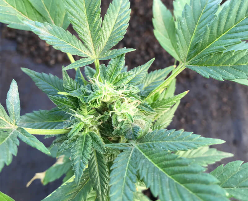 cannabis, consultoria, autoproducción 