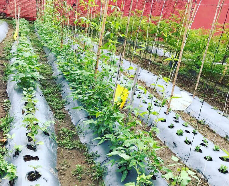 huerto, produccion, intensiva