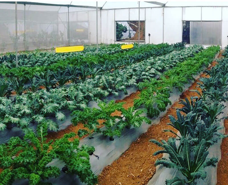 instalacion, invernadero, chalma