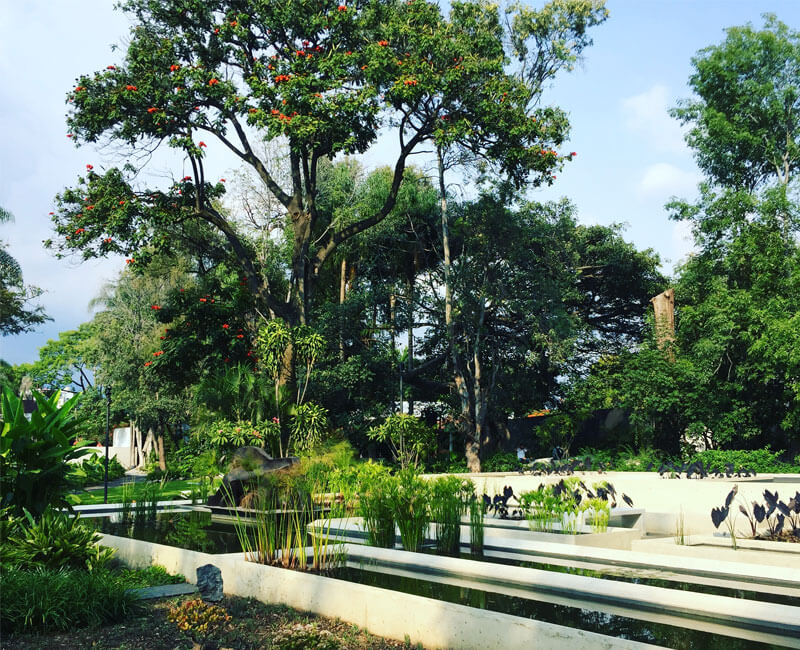 paisajismo, urbano, flor y terra