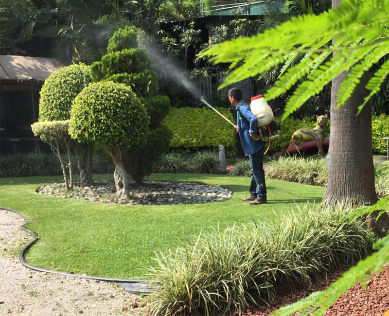 control, plaga, fumigacion 