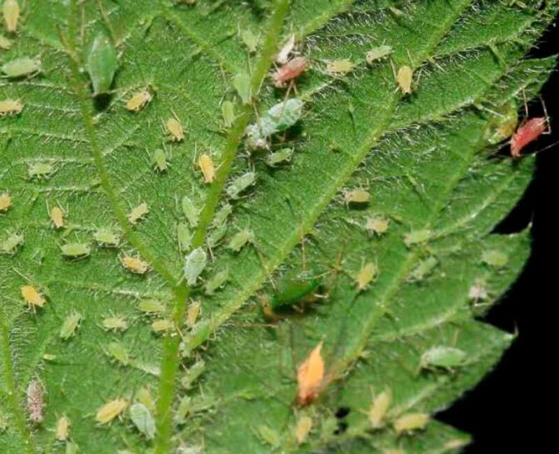 servicio, control, plaga, mexico 