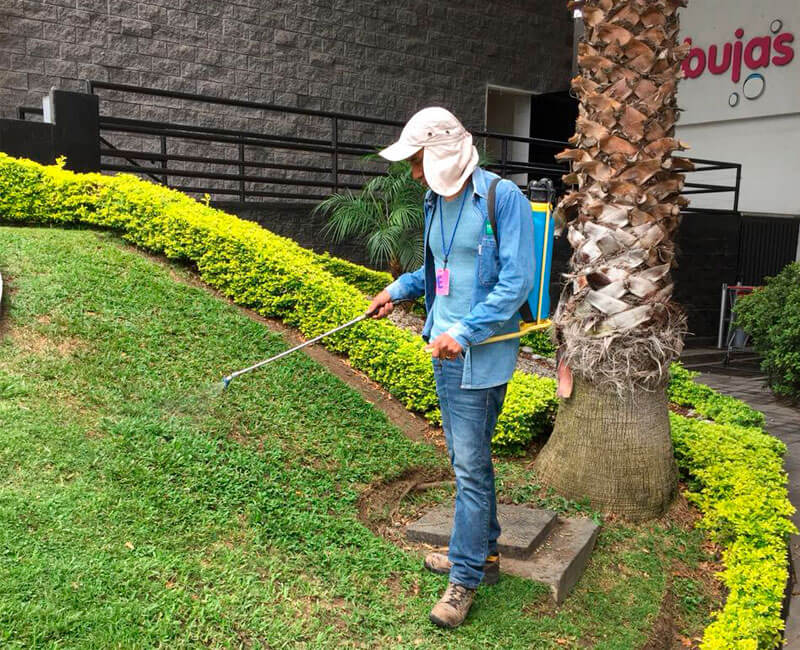 control, plago, cuernavaca 