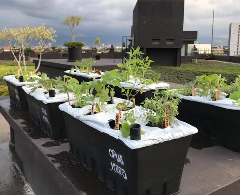 huerto, urbano, sedema